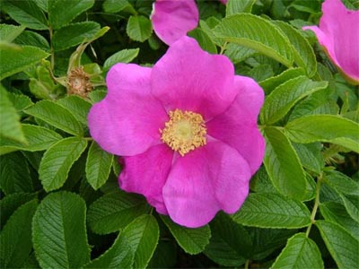 Rose, Japanese Rosa rugosa